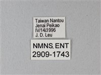 異粉蝶、雌白黃蝶藏品圖，第3張