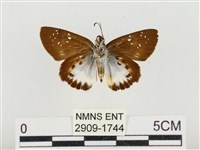 熱帶白裙弄蝶藏品圖，第2張