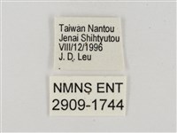 熱帶白裙弄蝶藏品圖，第3張