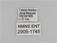 切翅眉眼蝶藏品圖，第3張