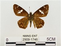 尖翅星弄蝶藏品圖，第1張