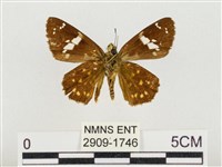 尖翅星弄蝶藏品圖，第2張