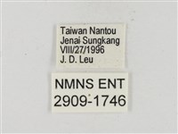 尖翅星弄蝶藏品圖，第3張