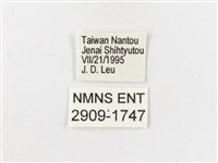 雙尾蛺蝶藏品圖，第3張