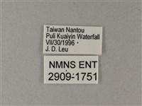 異紋帶蛺蝶藏品圖，第3張