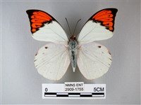 橙端粉蝶、端紅蝶藏品圖，第1張