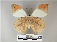 橙端粉蝶、端紅蝶藏品圖，第2張