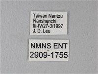 橙端粉蝶、端紅蝶藏品圖，第3張