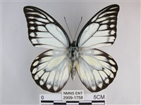 鋸粉蝶藏品圖，第1張