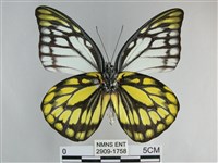 鋸粉蝶藏品圖，第2張