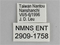 鋸粉蝶藏品圖，第3張