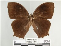 森林暮眼蝶、黑樹蔭蝶藏品圖，第1張