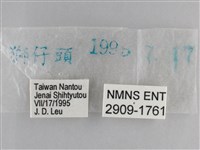 森林暮眼蝶、黑樹蔭蝶藏品圖，第3張