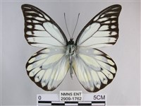 鋸粉蝶藏品圖，第1張