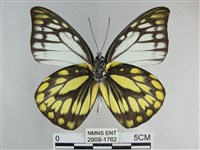 鋸粉蝶藏品圖，第2張