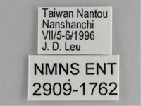 鋸粉蝶藏品圖，第3張