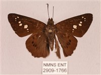 臺灣瑟弄蝶藏品圖，第1張