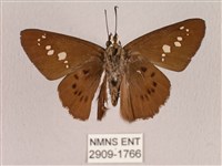 臺灣瑟弄蝶藏品圖，第2張