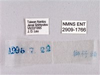 臺灣瑟弄蝶藏品圖，第3張