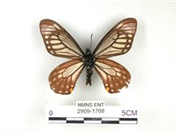 黃星斑鳳蝶藏品圖，第2張