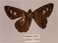 臺灣瑟弄蝶藏品圖，第1張