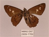 臺灣瑟弄蝶藏品圖，第2張