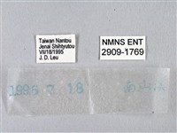 臺灣瑟弄蝶藏品圖，第3張