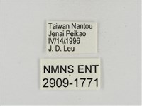 淡褐脈粉蝶藏品圖，第3張