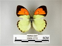 異粉蝶、雌白黃蝶藏品圖，第1張