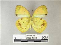 異粉蝶、雌白黃蝶藏品圖，第2張