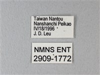 異粉蝶、雌白黃蝶藏品圖，第3張