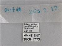長紋黛眼蝶藏品圖，第3張