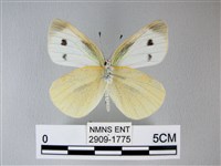 白粉蝶、紋白蝶藏品圖，第2張