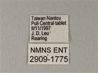 白粉蝶、紋白蝶藏品圖，第3張
