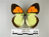 異粉蝶、雌白黃蝶藏品圖，第1張