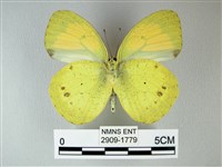 異粉蝶、雌白黃蝶藏品圖，第2張