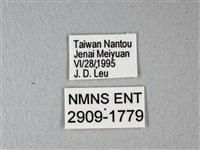 異粉蝶、雌白黃蝶藏品圖，第3張