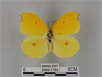 圓翅鉤粉蝶藏品圖，第1張