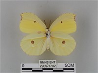 圓翅鉤粉蝶藏品圖，第2張