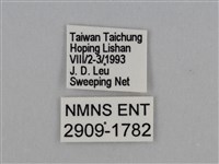 圓翅鉤粉蝶藏品圖，第3張