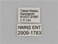 臺灣絹蛺蝶藏品圖，第3張