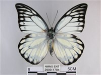 鋸粉蝶藏品圖，第1張