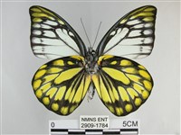 鋸粉蝶藏品圖，第2張