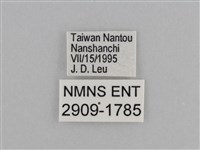 紫帶眉眼蝶藏品圖，第3張