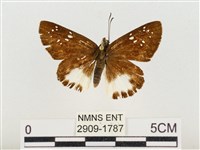 熱帶白裙弄蝶藏品圖，第1張