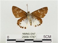 熱帶白裙弄蝶藏品圖，第2張