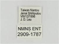 熱帶白裙弄蝶藏品圖，第3張