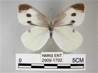 白粉蝶、紋白蝶藏品圖，第1張