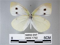 白粉蝶、紋白蝶藏品圖，第2張