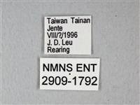 白粉蝶、紋白蝶藏品圖，第3張